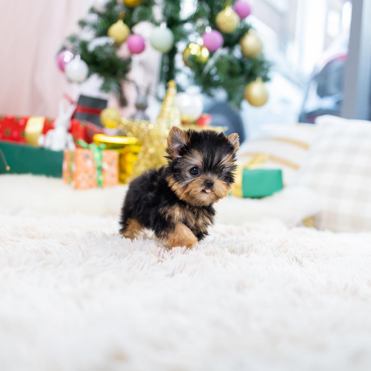 Annie - Yorkshire Terrier Puppy